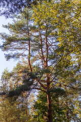 Shot of the colorful autumn landscape. Nature