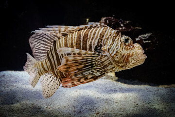 Feuerfisch
