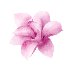 Pink magnolia flower watercolor Isolated illustration. Hand drawn realistic flower for floral design and print.
