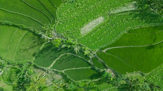 Lush green rice terraces display intricate patterns, showcasing Bali agricultural beauty beneath a clear sky.
