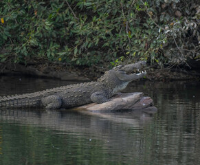 Ranganathittu Bird Sanctuary in the Mandya District of Karnataka along Kaveri river