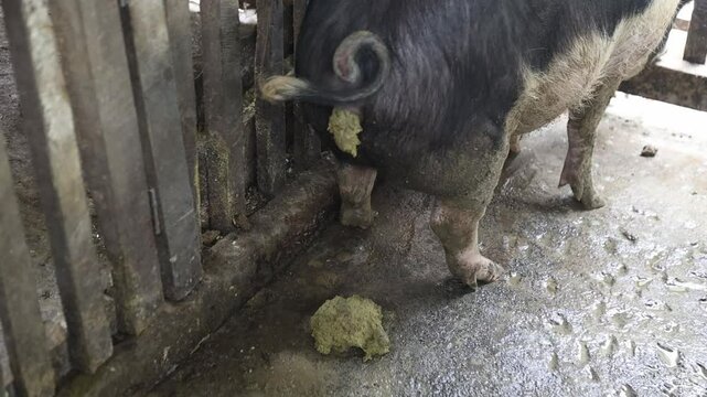 Pig pooping gets its excreta scooped up indise a pig pen