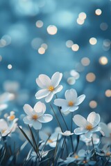 Beautiful white flowers on a blue background with bokeh lights