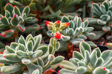 Obraz premium close up of cactus