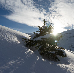 Tanne im Schnee