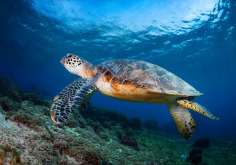 Obraz premium Echte Karettschildkröte (Eretmochelys imbricata) unter Wasser