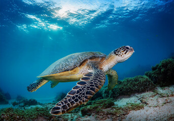 Naklejka premium Echte Karettschildkröte (Eretmochelys imbricata) unter Wasser