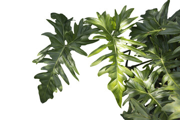 Lush Green Tropical Philodendron Leaves Isolated