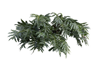 Lush Green Potted Plant Overhanging Isolated