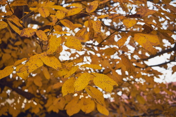 Orzech włoski, Juglans regia L. © Marcin Łazarczyk