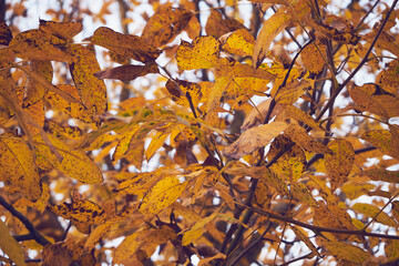 Orzech włoski, Juglans regia L. © Marcin Łazarczyk