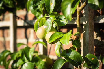 Spalierobst mit reifen Birnen an einer Backsteinmauer