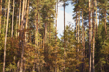 las,niebo © Marcin Łazarczyk