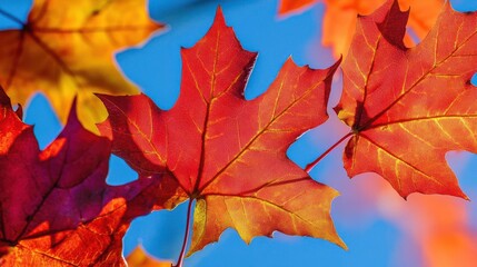 A group of red, orange, and yellow maple leaves in autumn hanging scattered on the tree branch against blue sky background