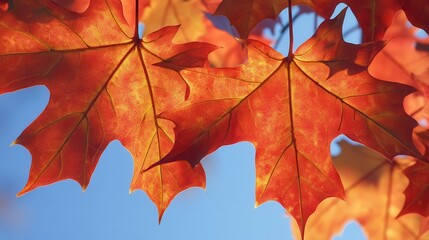 Fototapeta premium A group of red, orange, and yellow maple leaves in autumn hanging scattered on the tree branch against blue sky background