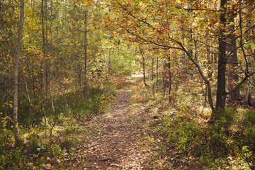 leśna ścieżka  © Marcin Łazarczyk