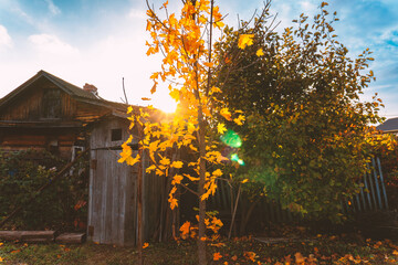 Golden autumn in the garden. Harvesting. Preparing for the winter season in the vegetable garden. Yellow foliage. Old barn. Rustic natural fall garden. Background with copyspace.