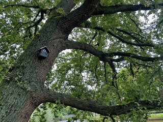 Bird feeder on tree in park, low angle view