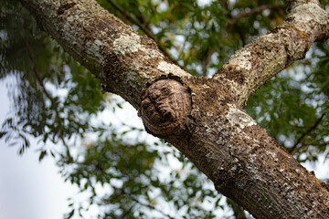 Ghostly structure in the shape of a human face on the trunk of an old tree