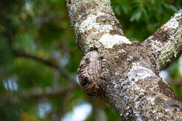 Naklejka premium Ghostly structure in the shape of a human face on the trunk of an old tree