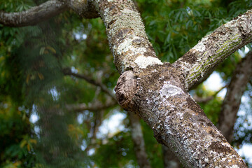 Ghostly structure in the shape of a human face on the trunk of an old tree
