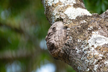 Ghostly structure in the shape of a human face on the trunk of an old tree