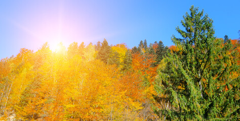 Colorful autumn landscape in the forest and bright Sunrise. Carpathian Mountains, Ukraine.