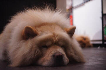 cane domestico morbido