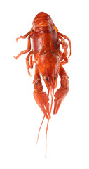 One red crayfish isolated on white. Sea food