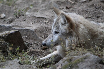 Fototapeta premium Tibetan, Wolf,in the padmaja naidu, himalayan, zoo