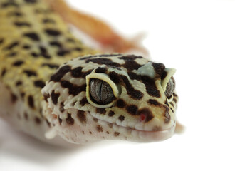 One beautiful gecko isolated on white, macro view. Exotic pet