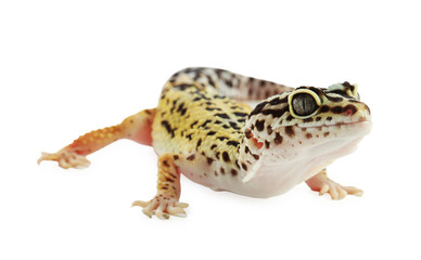 One beautiful gecko isolated on white. Exotic pet