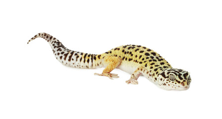 One beautiful gecko isolated on white. Exotic pet