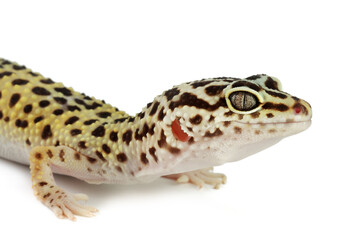 One beautiful gecko isolated on white. Exotic pet