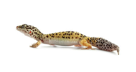 One beautiful gecko isolated on white. Exotic pet
