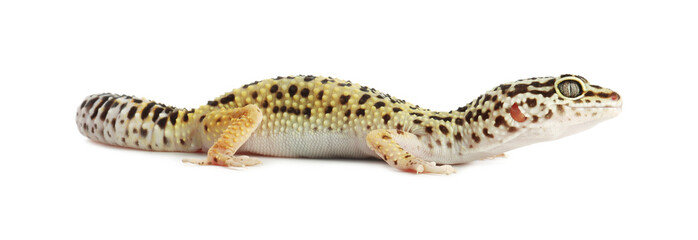 One beautiful gecko isolated on white. Exotic pet