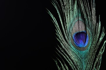 One beautiful peacock feather on black background, closeup. Space for text