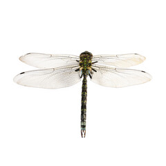 One dragonfly isolated on white. Beautiful insect