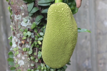 This photo captures the freshness and potential of young jackfruit, which promises the delicious...
