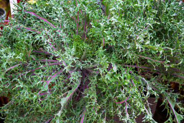 Painted sorrel (Latin Ramex) with green leaves in the ground. Flora plants flowers floristry.