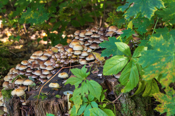 Ein Baumstamm mit vielen gelben Pilzen