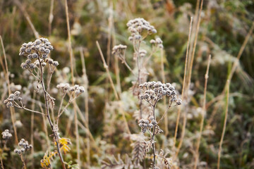 Wrotycz, Tanacetum L. © Marcin Łazarczyk