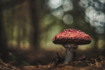 Beautiful - Red Fly Agaric Mushroom in Forests - Amanita Muscaria - Toadstool - Close-Up - Herbst Stimmung - Waldpilz - Glückspilz - Fliegenpilz - Colorkey - Background - High Quality Photo
