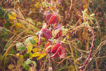 jeżyna,łaka  © Marcin Łazarczyk