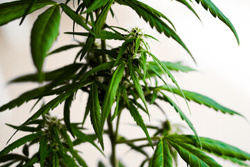 Detailed close-up of a cannabis plant showing its green leaves and developing buds