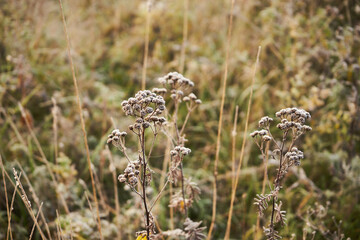 Wrotycz ,Tanacetum L.,łaka © Marcin Łazarczyk