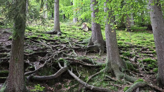 many roots from trees in the forest