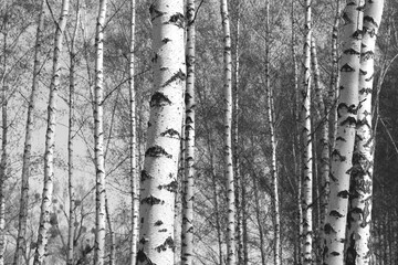 Fototapeta premium black-and-white photo with white birches