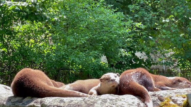 3 adorables loutres