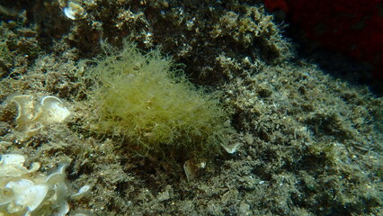 Brown algae forkweed or doubling weed (Dictyota dichotoma) undersea, Aegean Sea, Greece, Halkidiki, Kakoudia beach